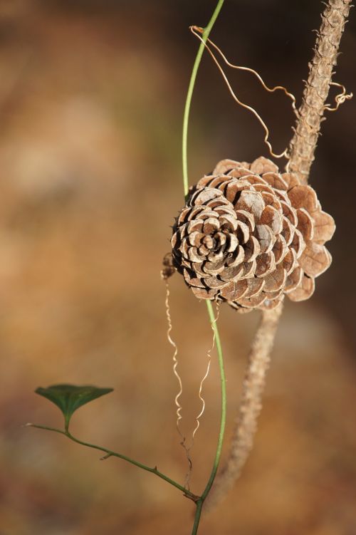 pine cones tap trees