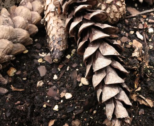 pine cones cones conifers