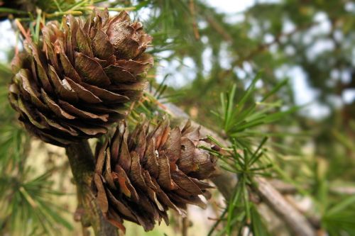 larch cones brown tap larch