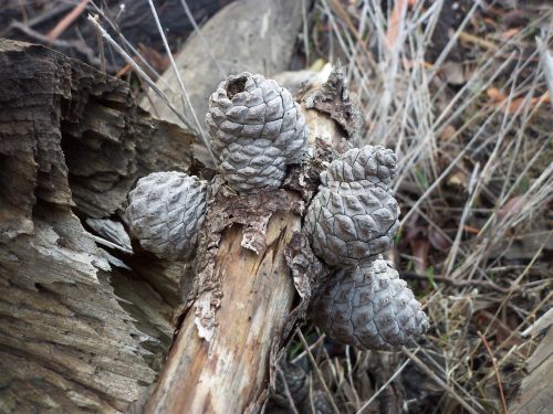 pine cones grey pine cones pine cones on a wooden stump