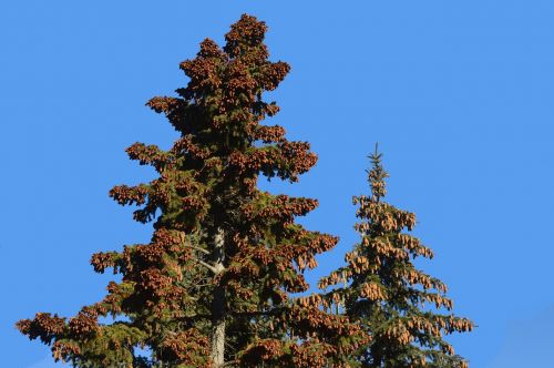 pine cones tree evergreen