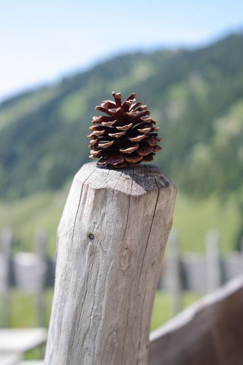 pine cones tap strobilus