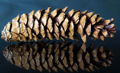 pine cones tap mirroring