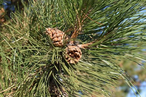 pine cones tree needles