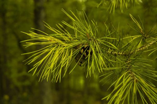 pine cones pine needles