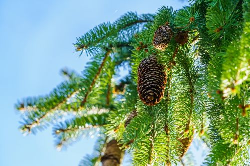 pine cones spring blue