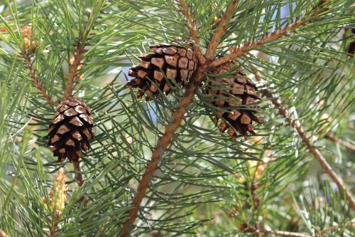 pine cones spring conifer