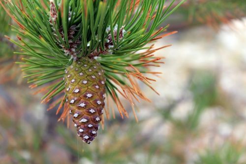 pine cones conifer tap