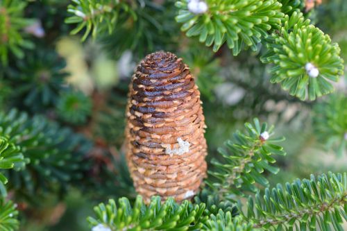 pine cones tap conifer