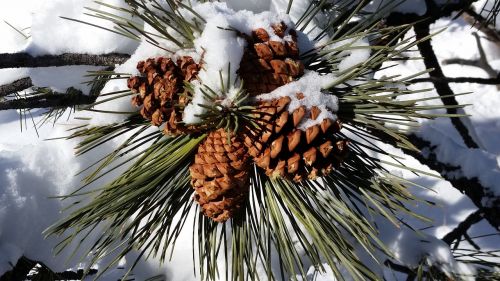 pine cones snow sunny