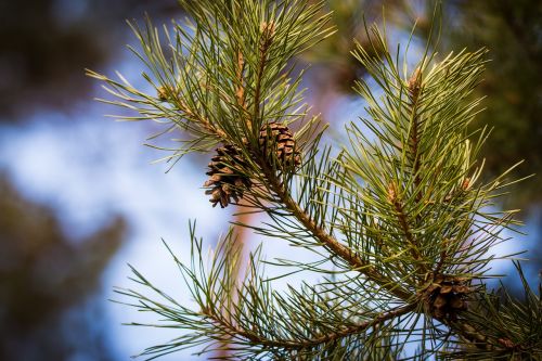 pine cones branch close
