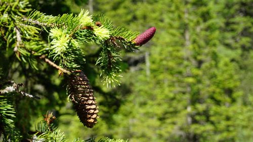 pine cones fir reddish