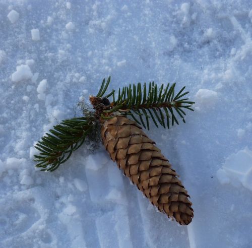 pine cones nature fir
