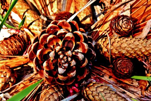 pine cones arrangement decoration