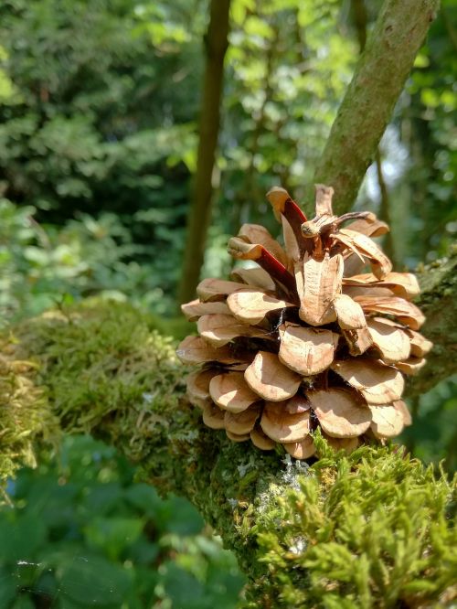 pine cones pine tap