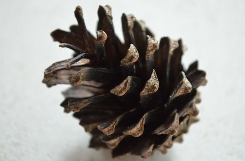 pine cones pine close