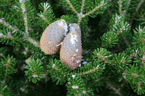pine cones christmas resin