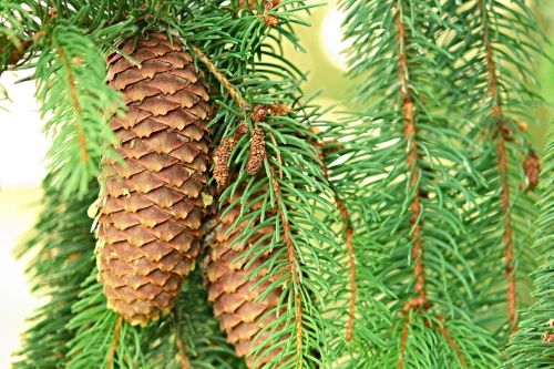pine cones spruce conifer