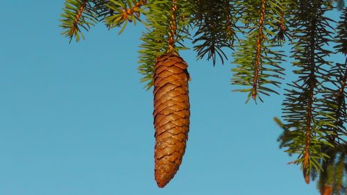pine cones fir nature