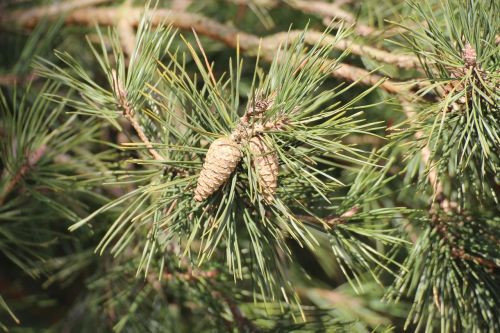 pine cones nature tree