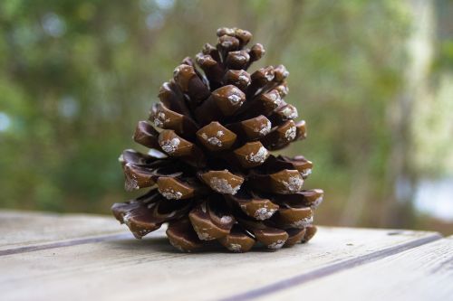 pine cones pine tap