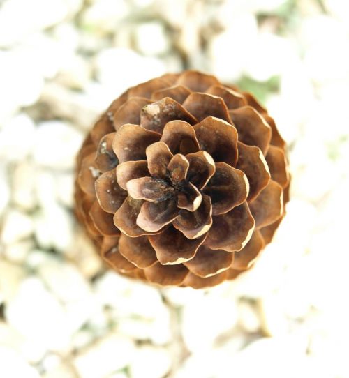 pine cones conifer spruce