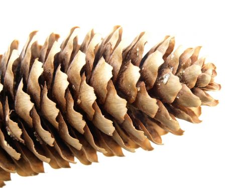 pine cones conifer spruce