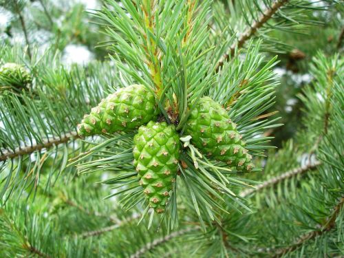 pine cones pine tree