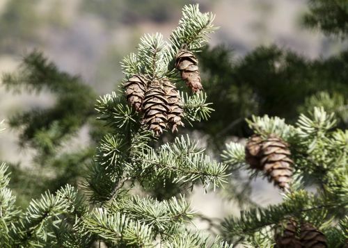 pine cones fir tree