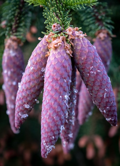 pine cones  depend  spring