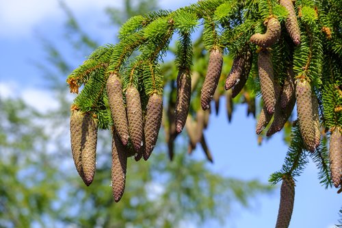 pine cones  spruce  tap