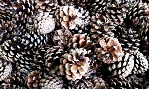 pine cones cone pine