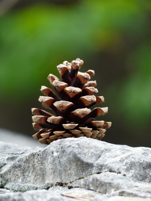 pine cones tap seeds