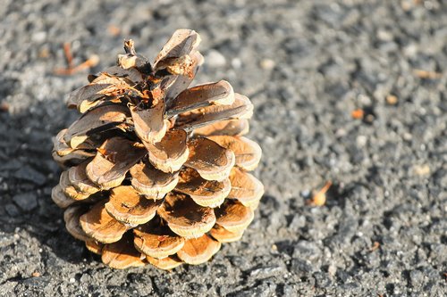 pine cones  pine  nature