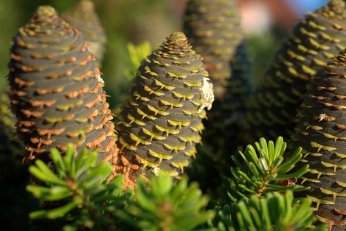 pine cones  fir tree  tree