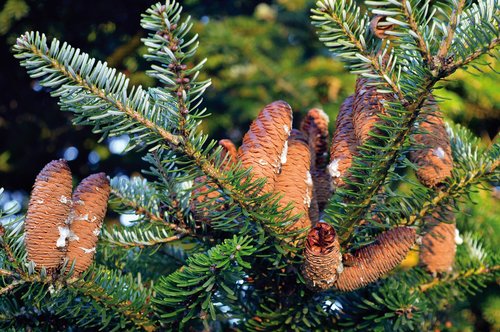 pine cones  fir tree  nature