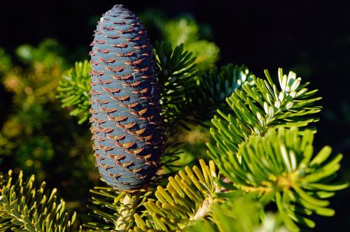 pine cones fir tannenzweig