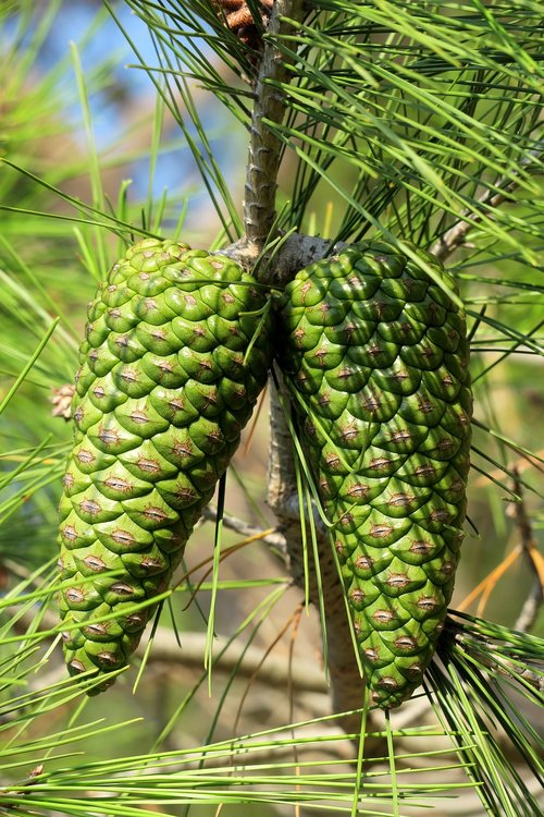 pine cones  green  closed
