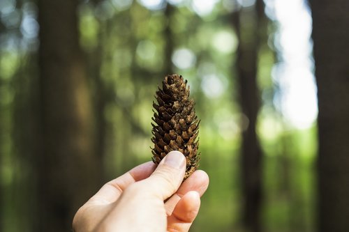 pine cones  forest  tree