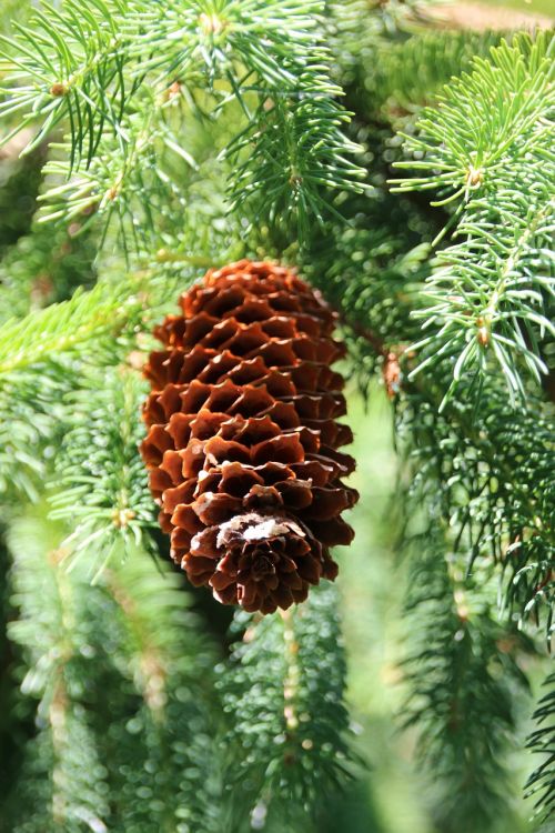 pine cones needles nature