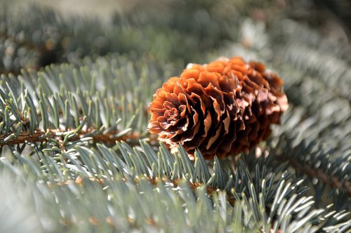 pine cones  fir tree  tap
