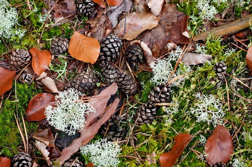 pine cones  fall foliage  moss