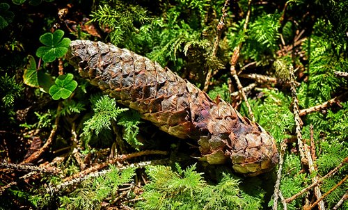 pine cones  nature  forest