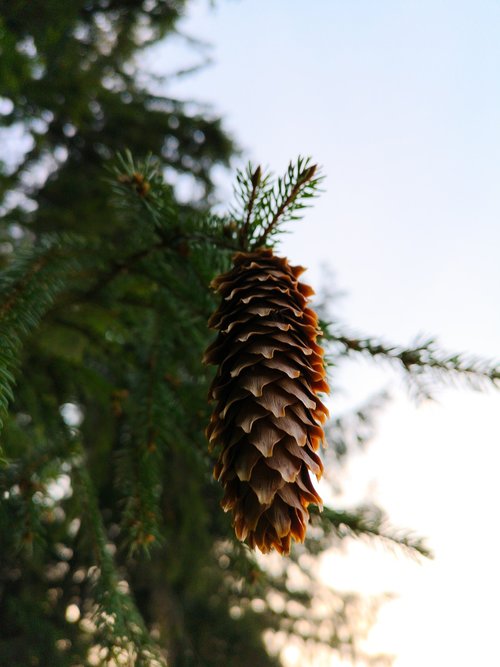 pine cones  sun  forest