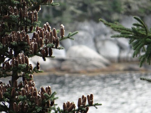 pine cones  trees  spruce