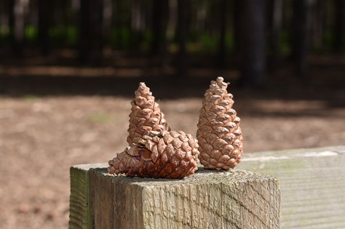 pine cones  three  woods