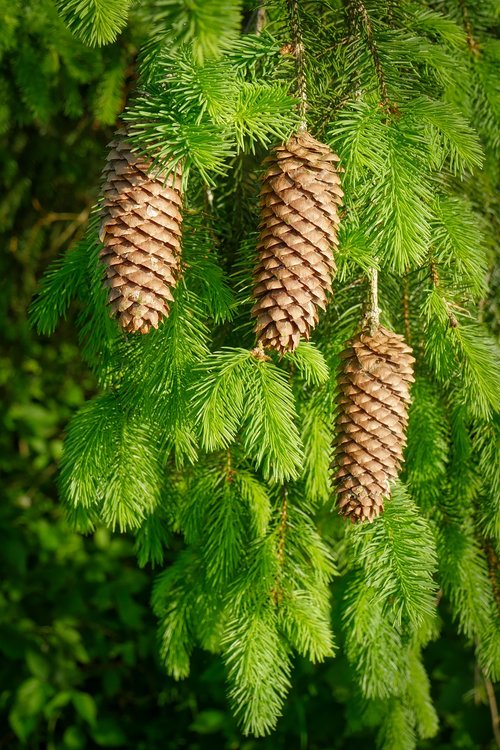 pine cones  christmas time  green