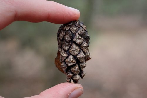 pine cones  kienapfel  hand