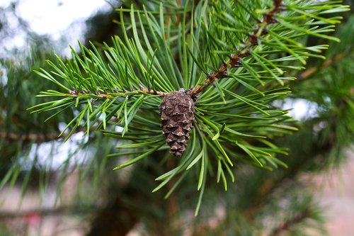 pine cones  pine needles  fir tree