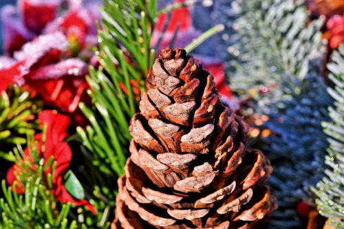 pine cones  tap  conifer
